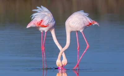 Pantelis Kranos (Cyprus) - Flamingos beauties 108